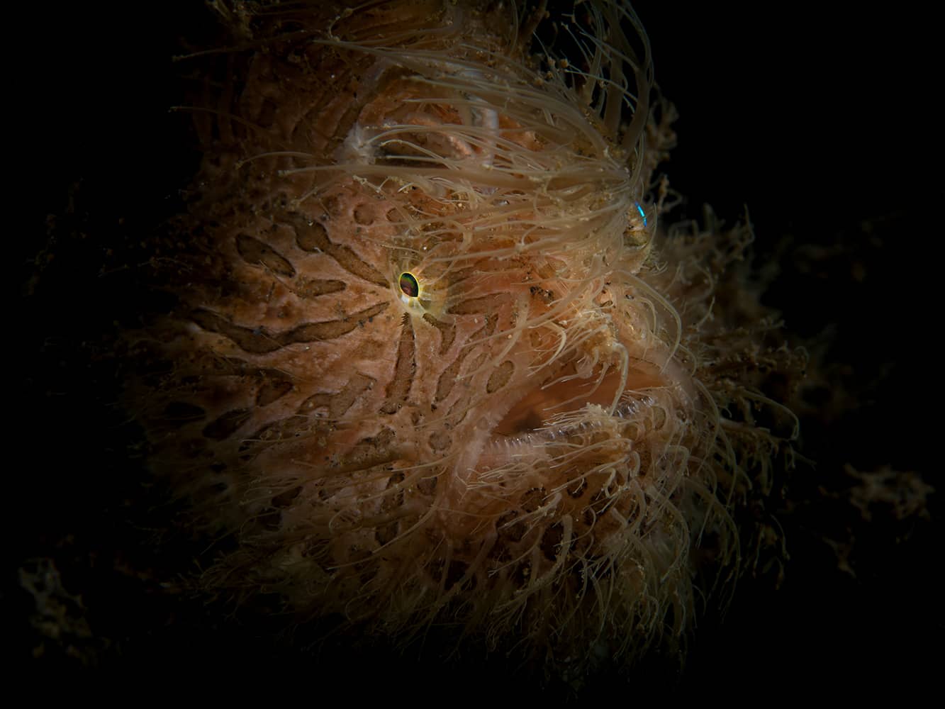 Hairy frogfish in North Sulawesi.