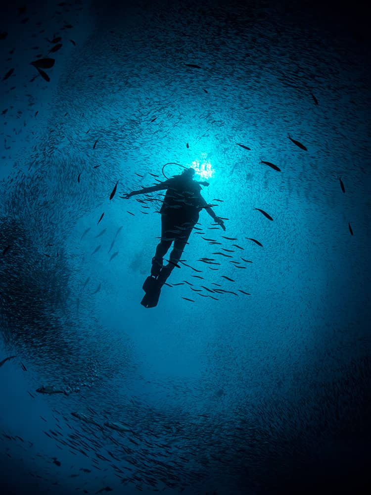 Diver with school of fish in West Papua.