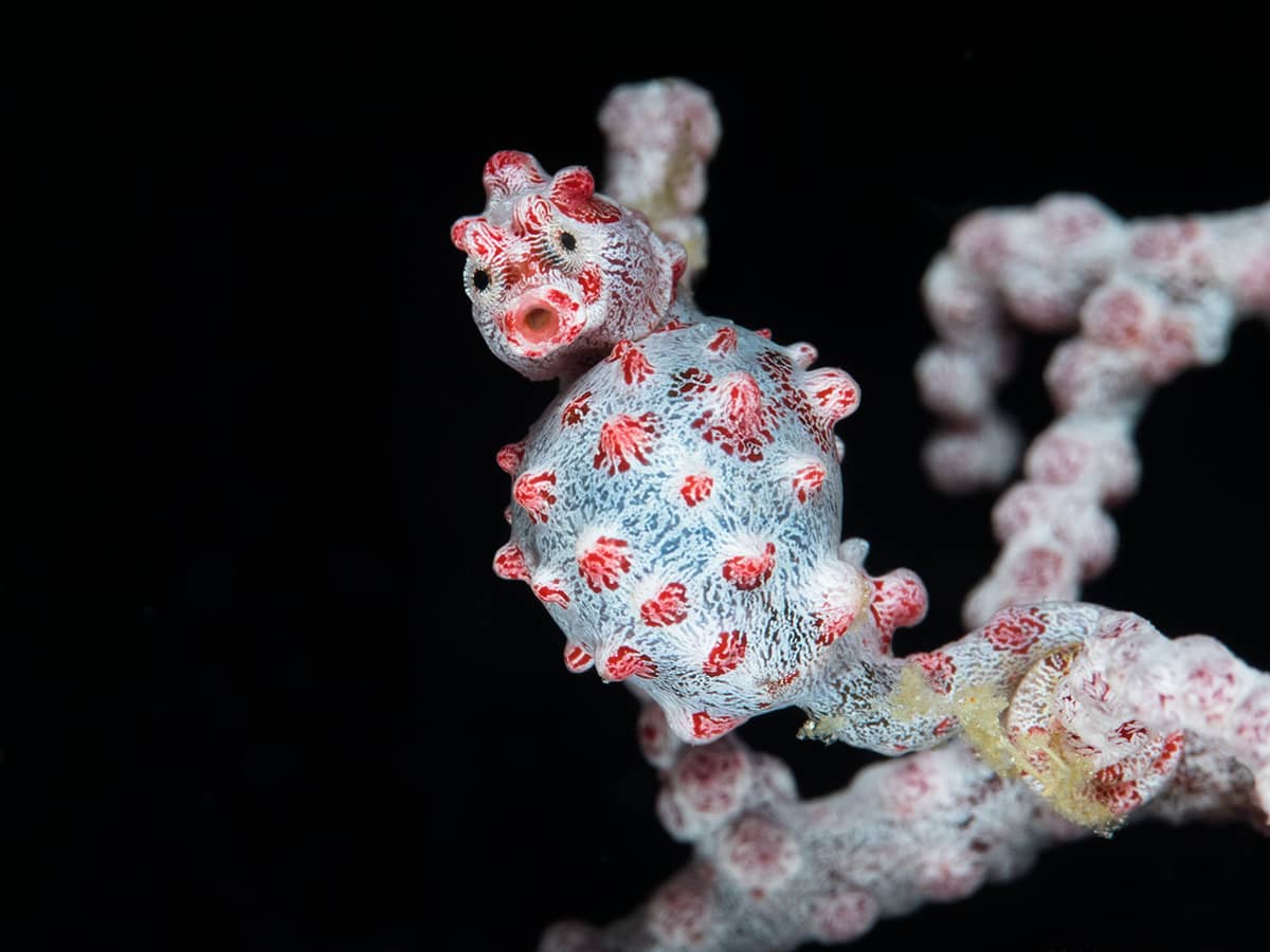 Pygmy seahorse.