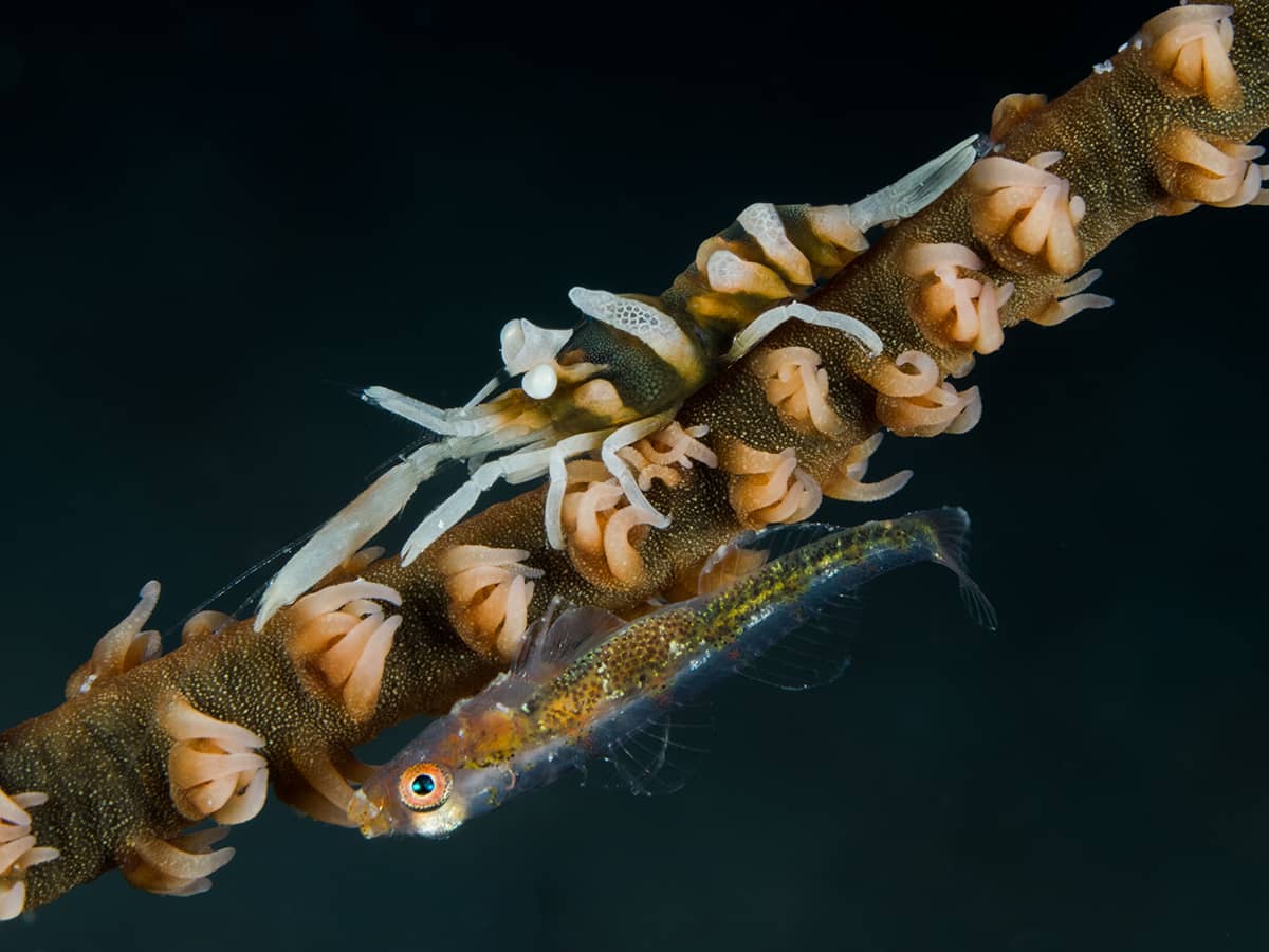 Shrimp and goby on a coral.