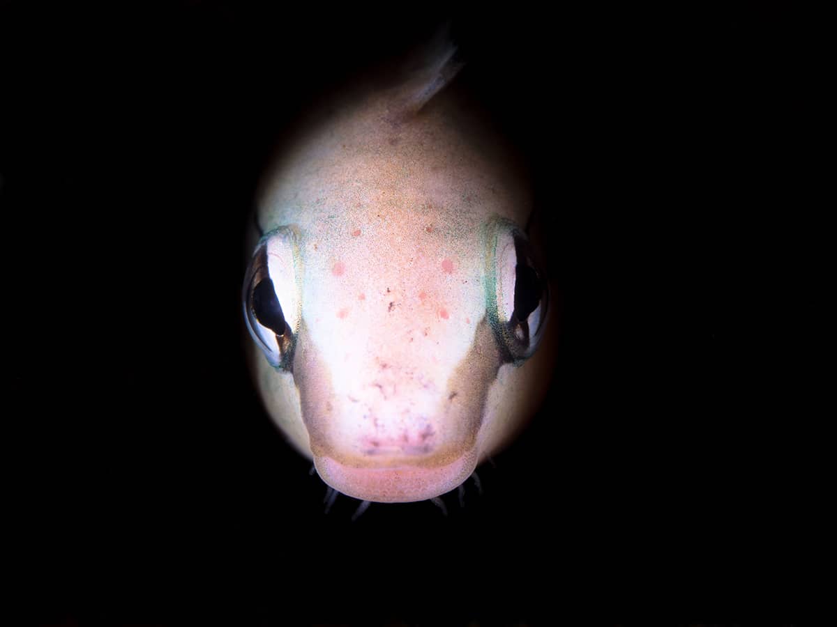 Portrait of a goby with black background.