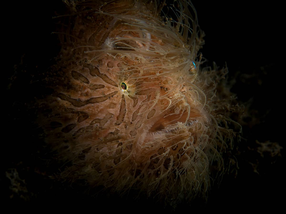 Hairy frogfish at Sea Souls Dive Resort.