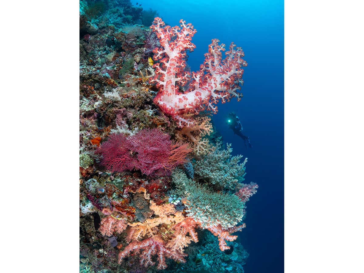 Colorful soft corals at Sea Souls Dive Resort.