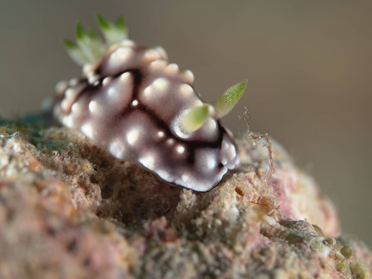 Diving in Bangka.