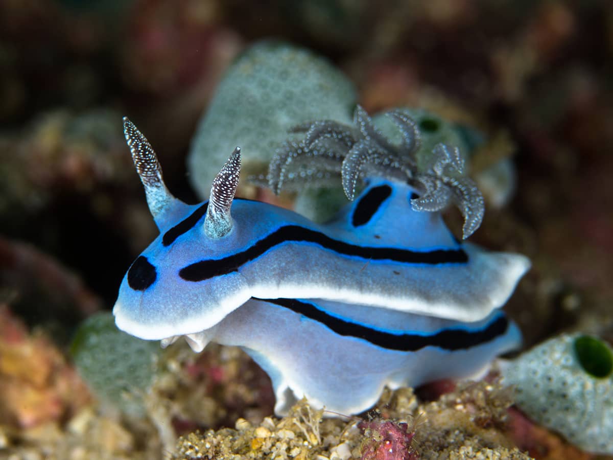 Blue nudibranch.