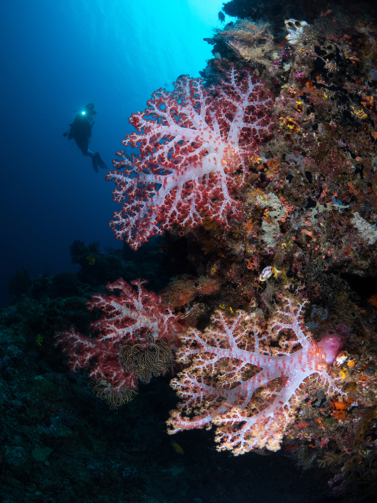 Diver with soft corals. 