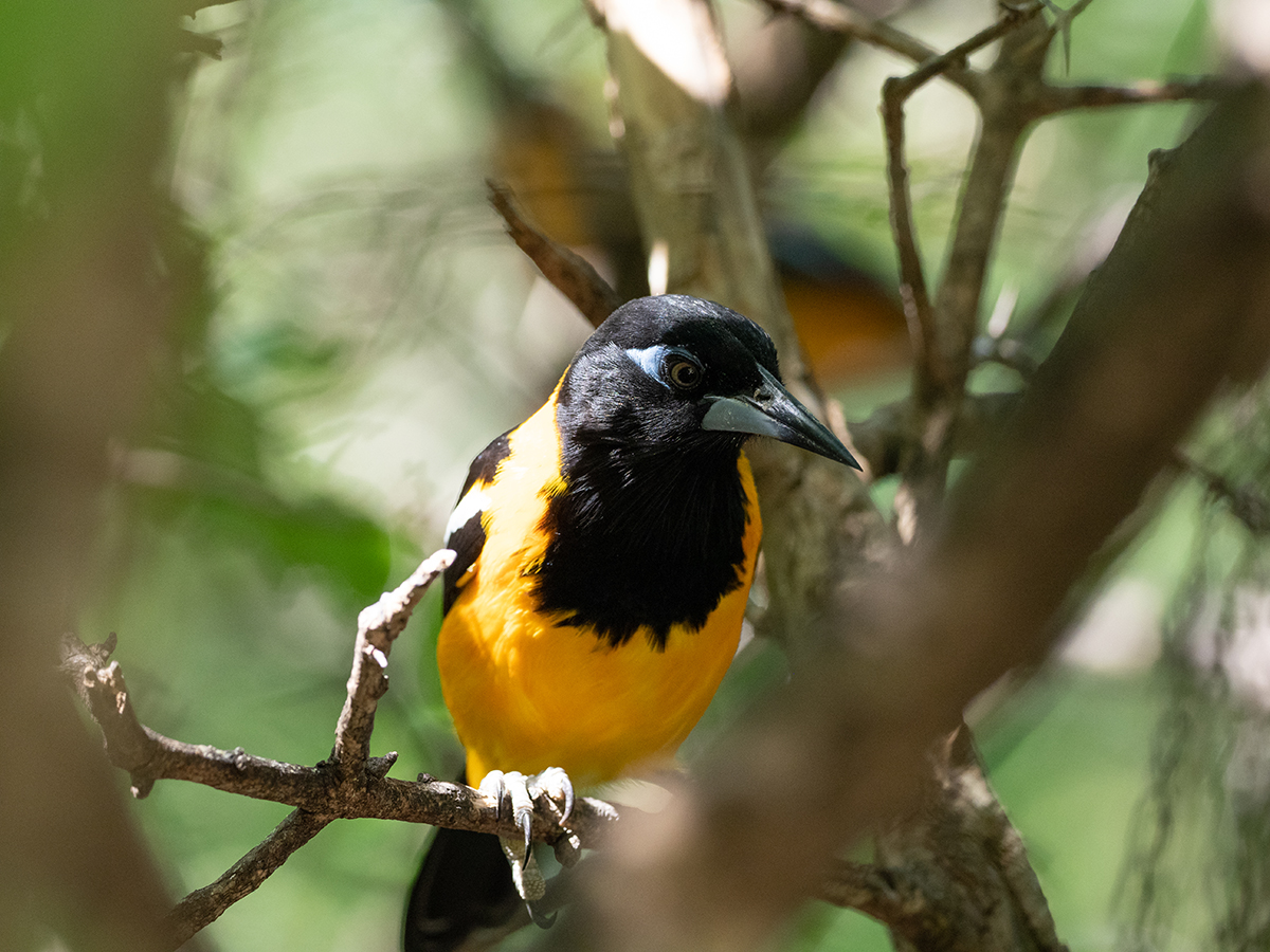 Curaçao birding 2.jpg