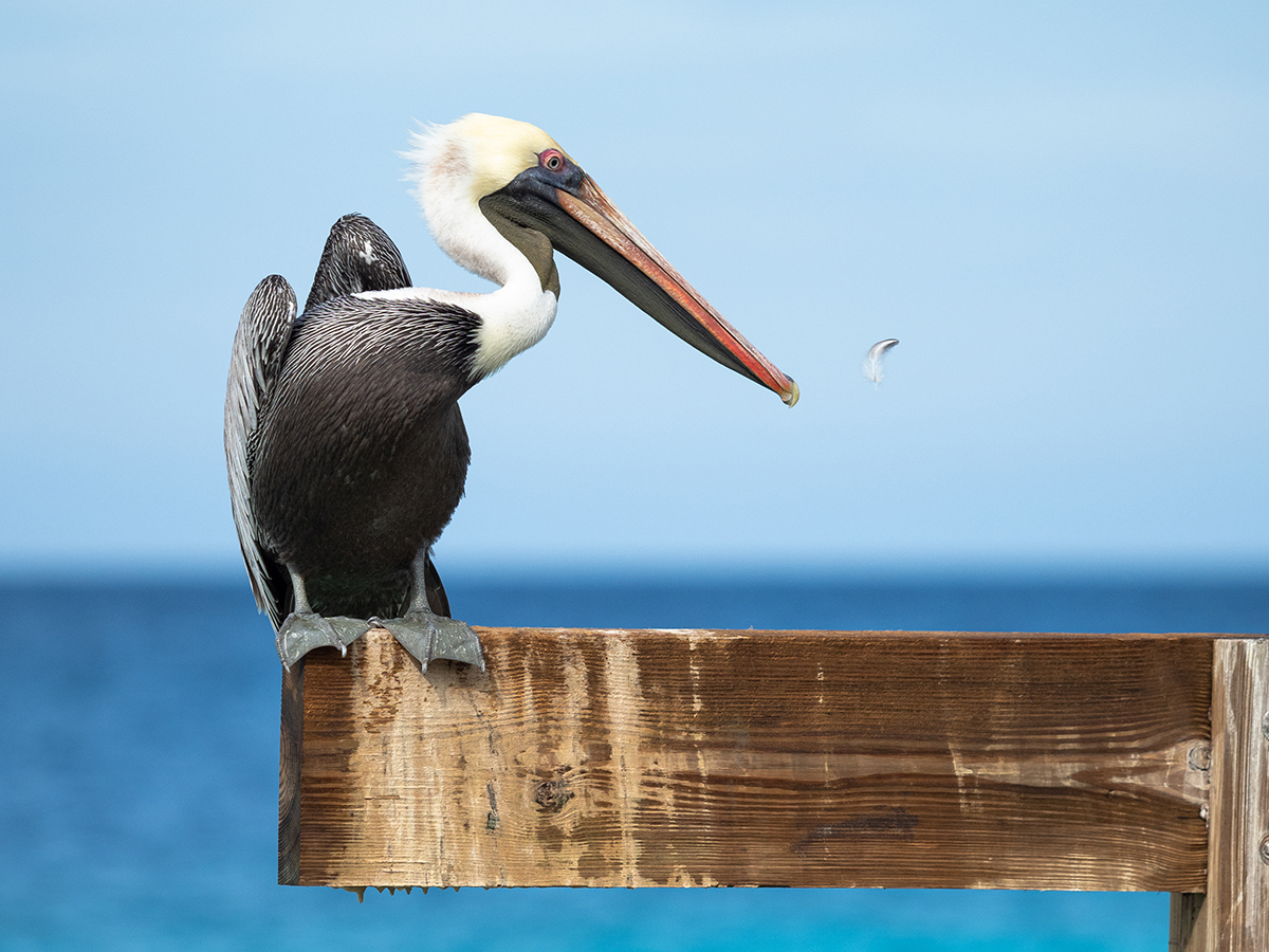 Curaçao birding 3.jpg