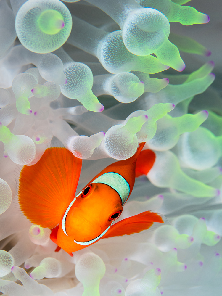 Little clownfish in his anemone.