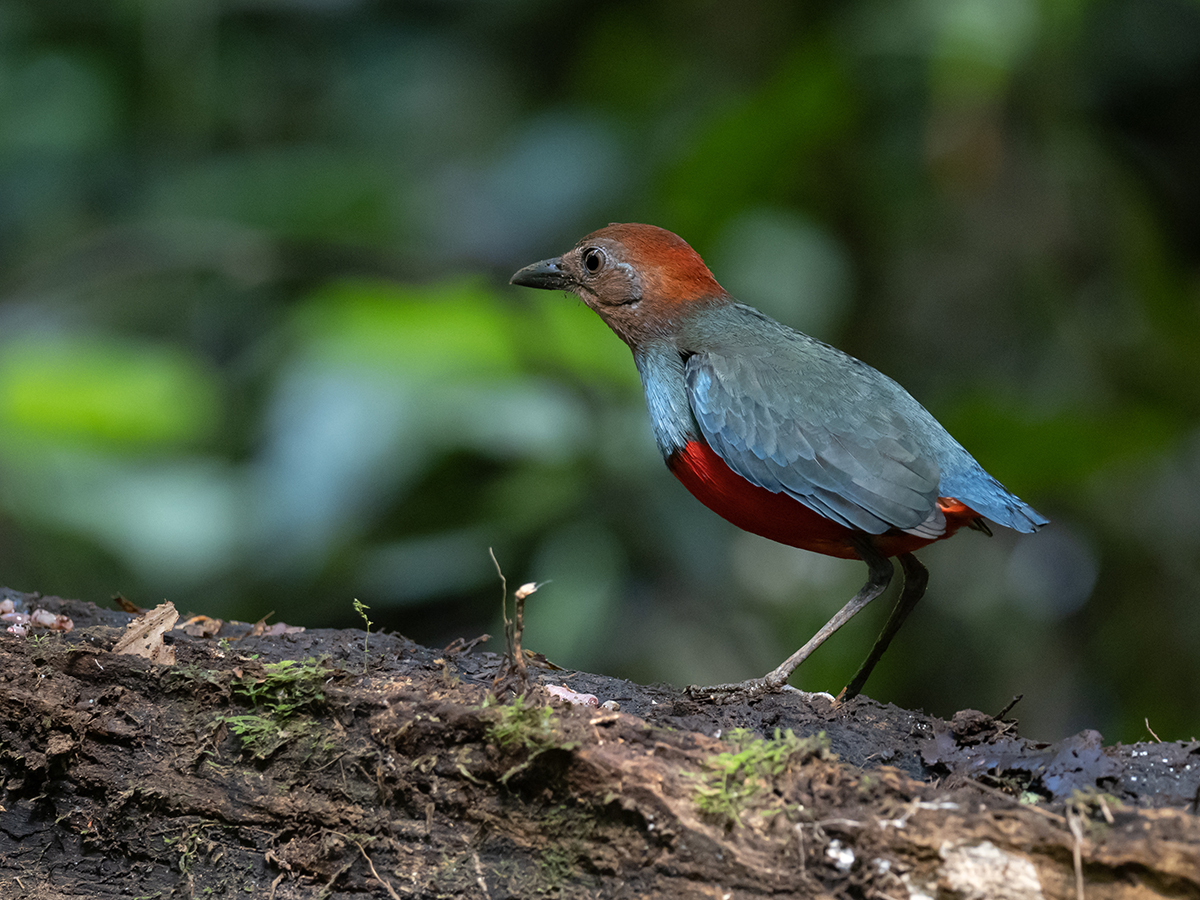 Bird Halmahera 3.jpg