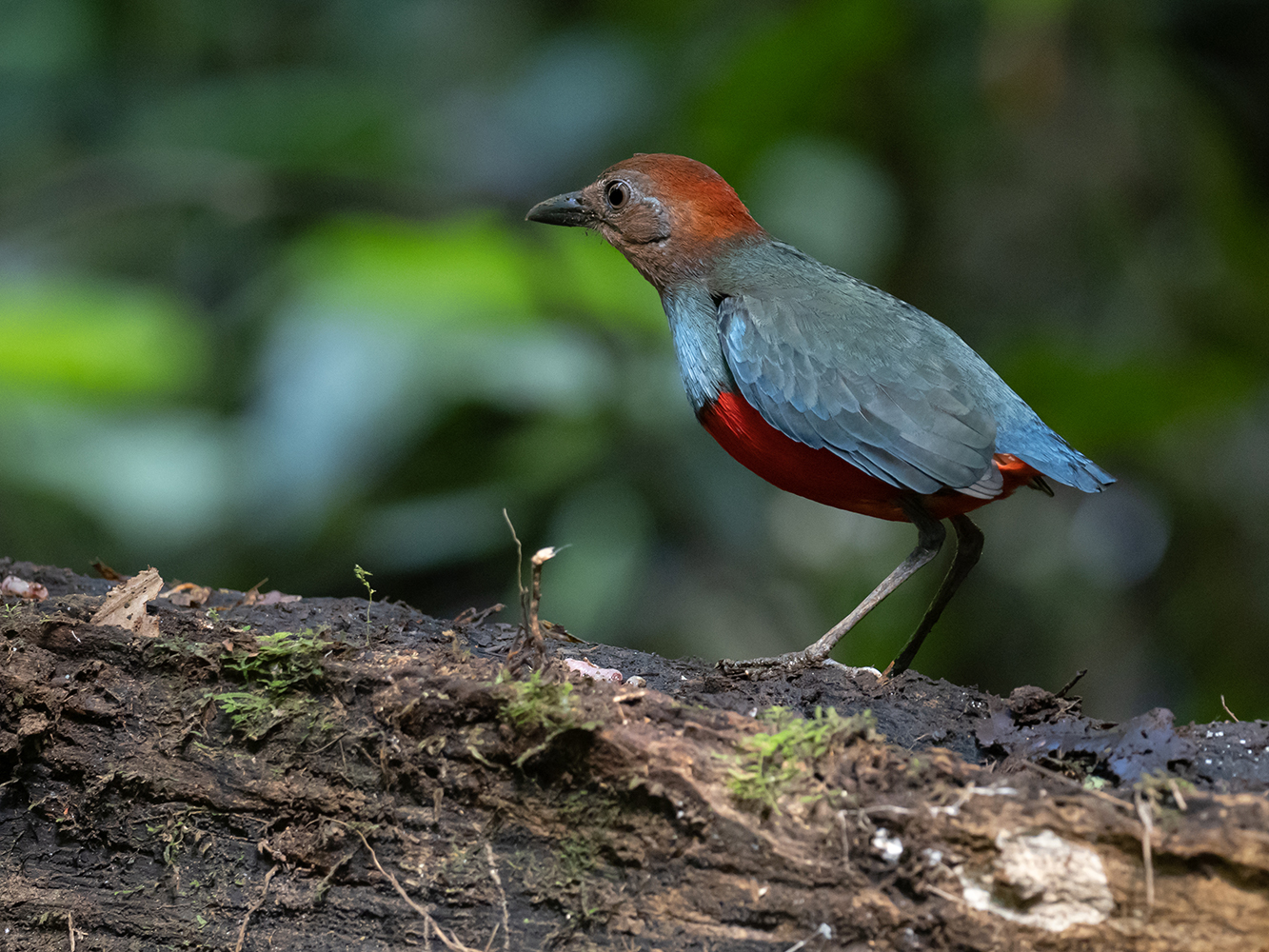 Red-bellied Pitta sitting on the ground.
