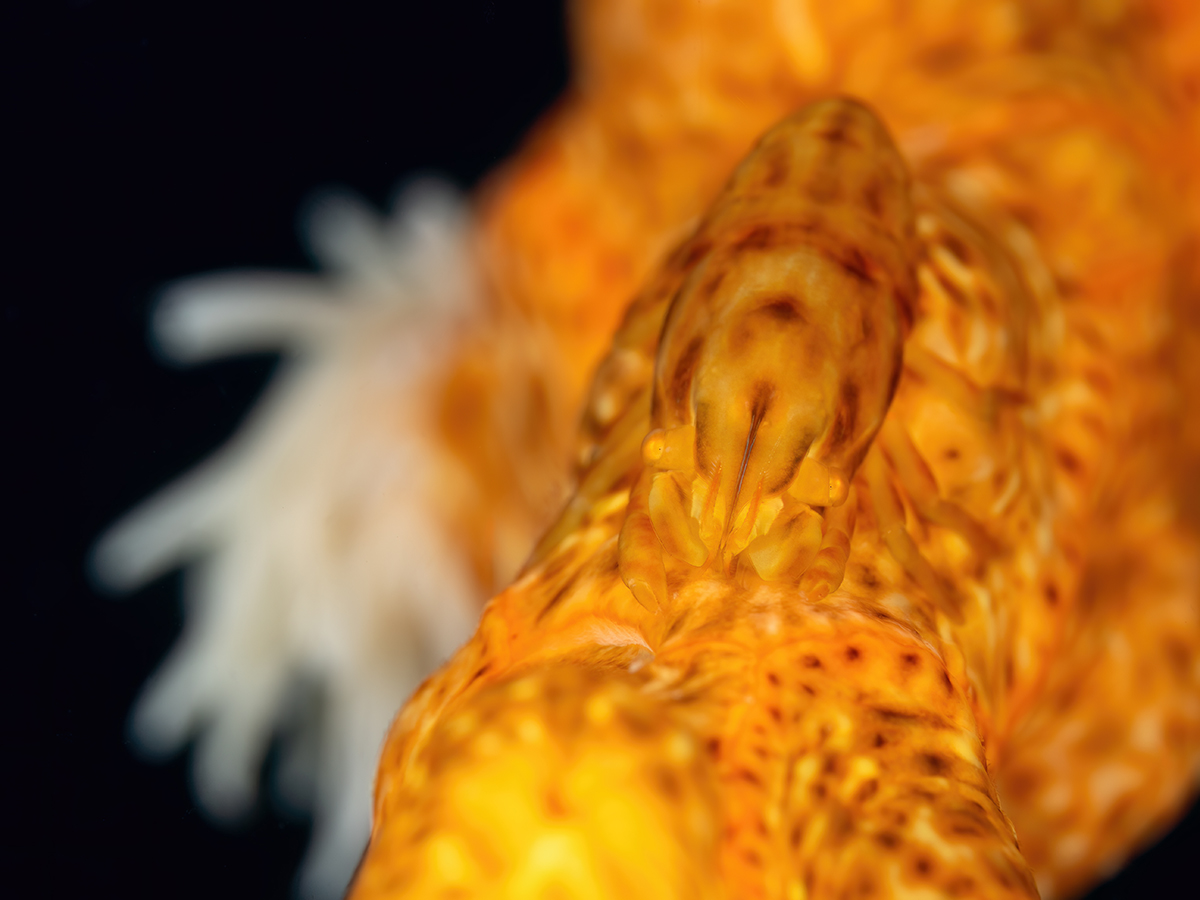 Macro madness 1.jpg